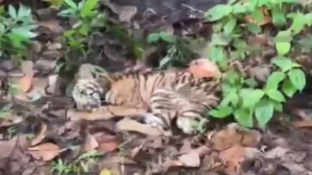 Tiger found injured in pathanamthitta  Tiger found in pathanamthitta  റോഡരികിൽ കടുവ കുട്ടിയെ അവശ നിലയിൽ കണ്ടെത്തി  Tiger cub found Died in pathanamthitta  Tiger cub found Died  Tiger cub Died in pathanamthitta  റോഡരികിൽ അവശ നിലയിൽ കാണപ്പെട്ട കടുവ കുട്ടി ചത്തു  കടുവക്കുട്ടിയെ കണ്ടെത്തിയത് പരിക്കേറ്റ നിലയിൽ  കട്ടച്ചിറയിലെ റോഡരികിൽ കാണപ്പെട്ട കടുവ ചത്തു  കാട്ടാനയുടെ ആക്രമണത്തിൽ കടുവയ്ക്ക് പരിക്ക്