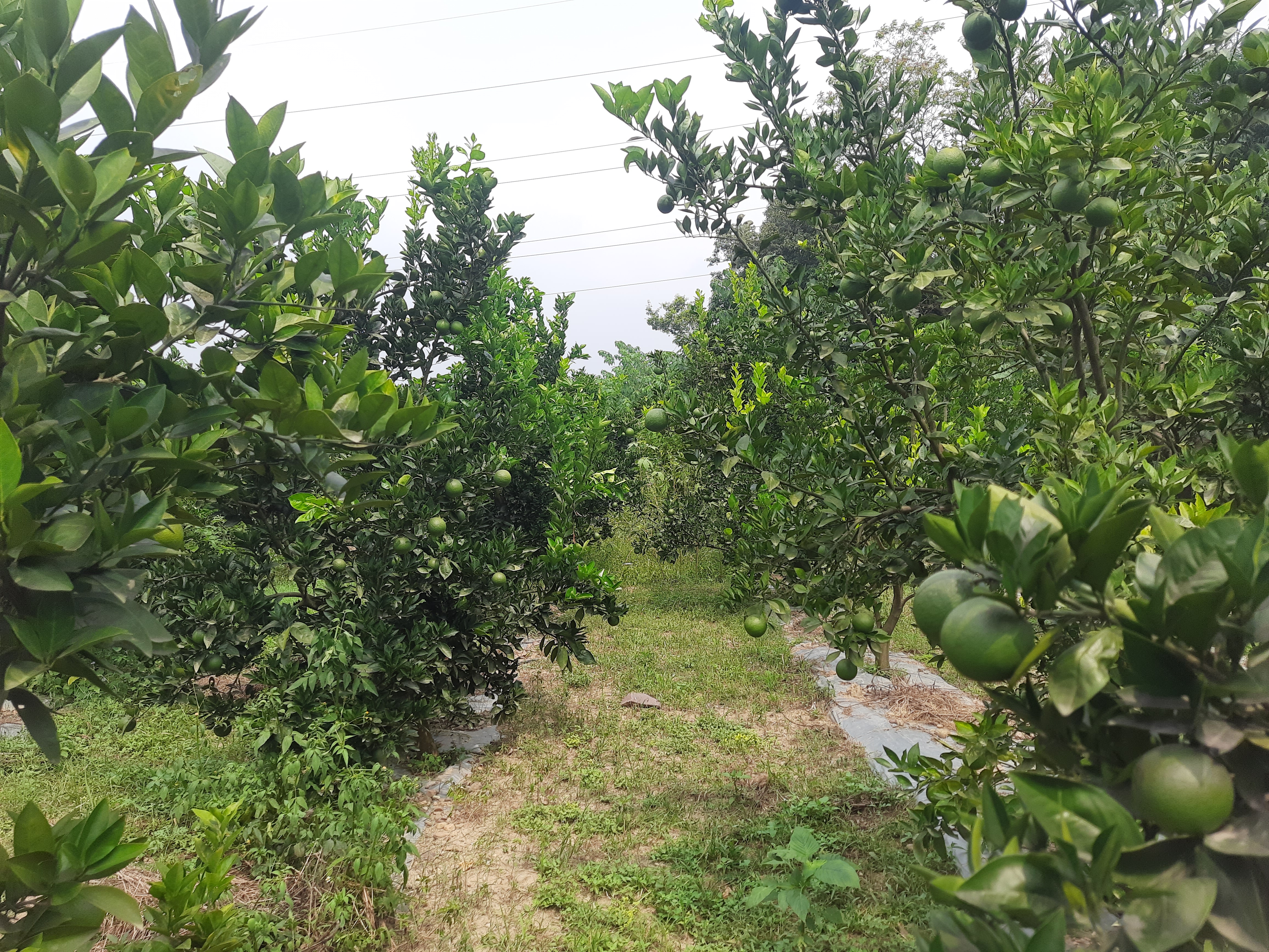distribution of fruit plants in Hamirpur