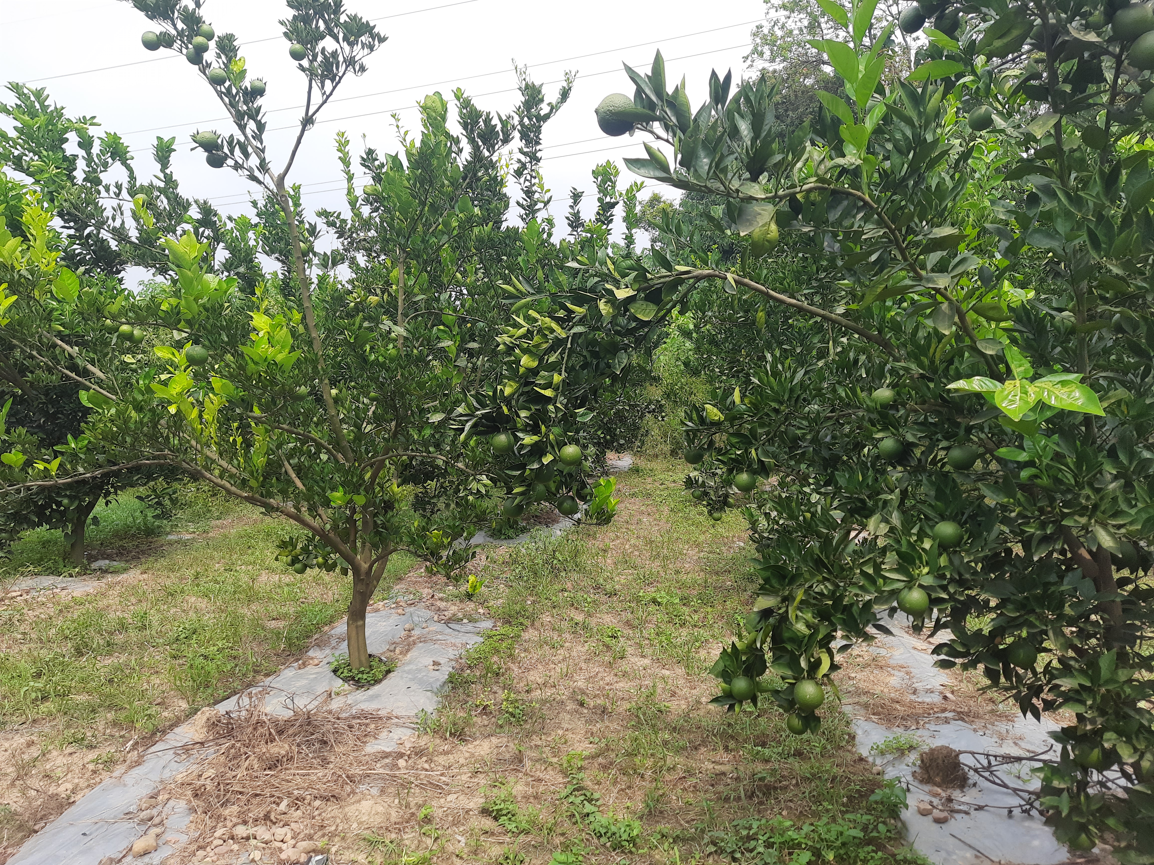 distribution of fruit plants in Hamirpur