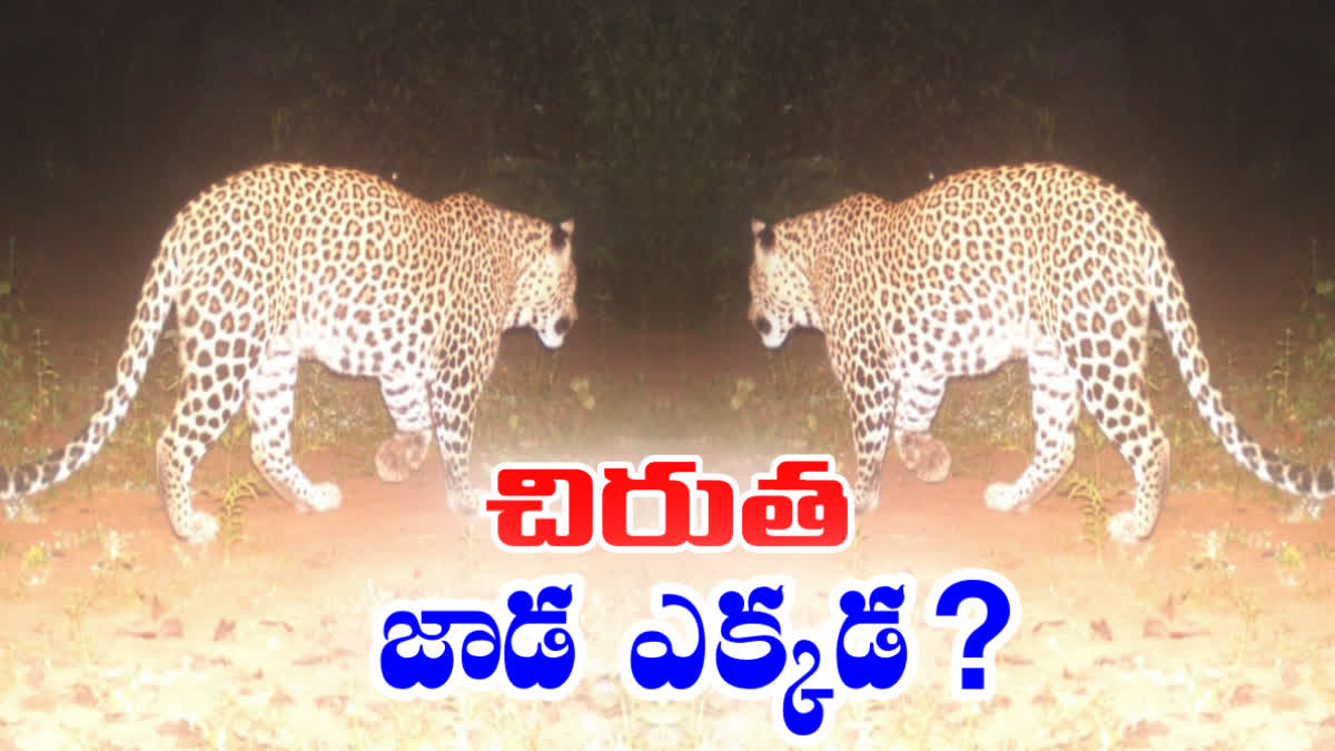 LEOPARD ACTIVE AT DIWANCHERUVU