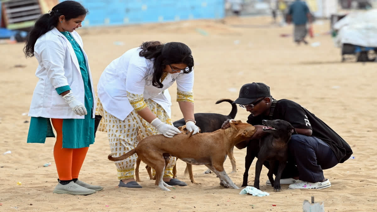 World Rabies Day  Awareness About Rabies Prevention  Rabies vaccine  stray dogs