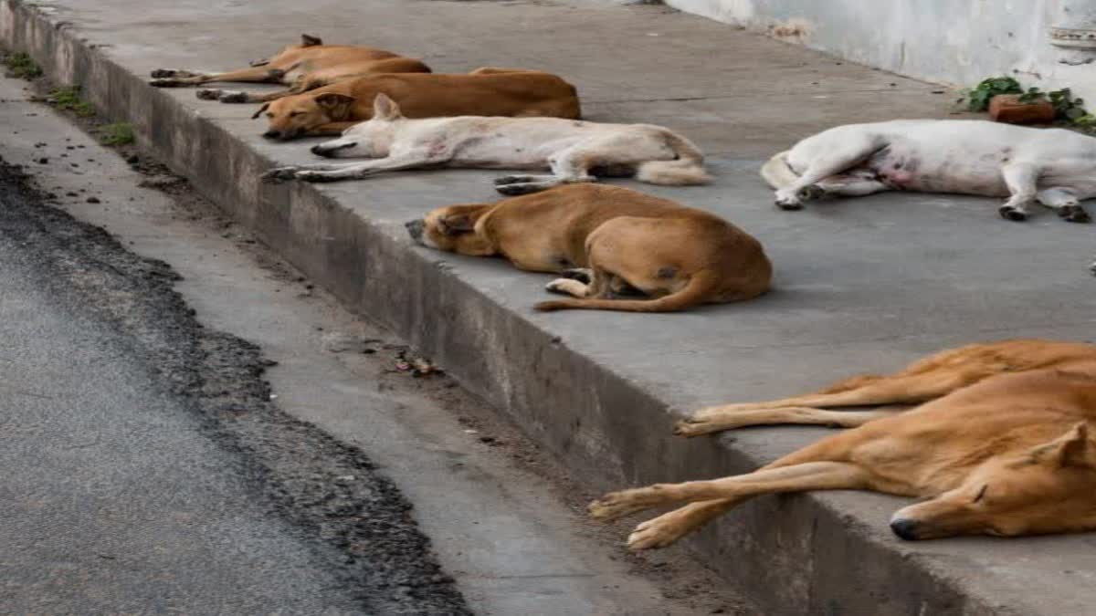 अवारा कुत्तों की होगी वैक्सीनेशन