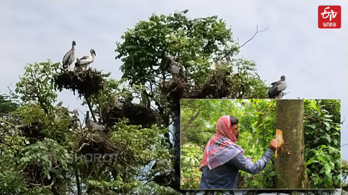 Bird Census