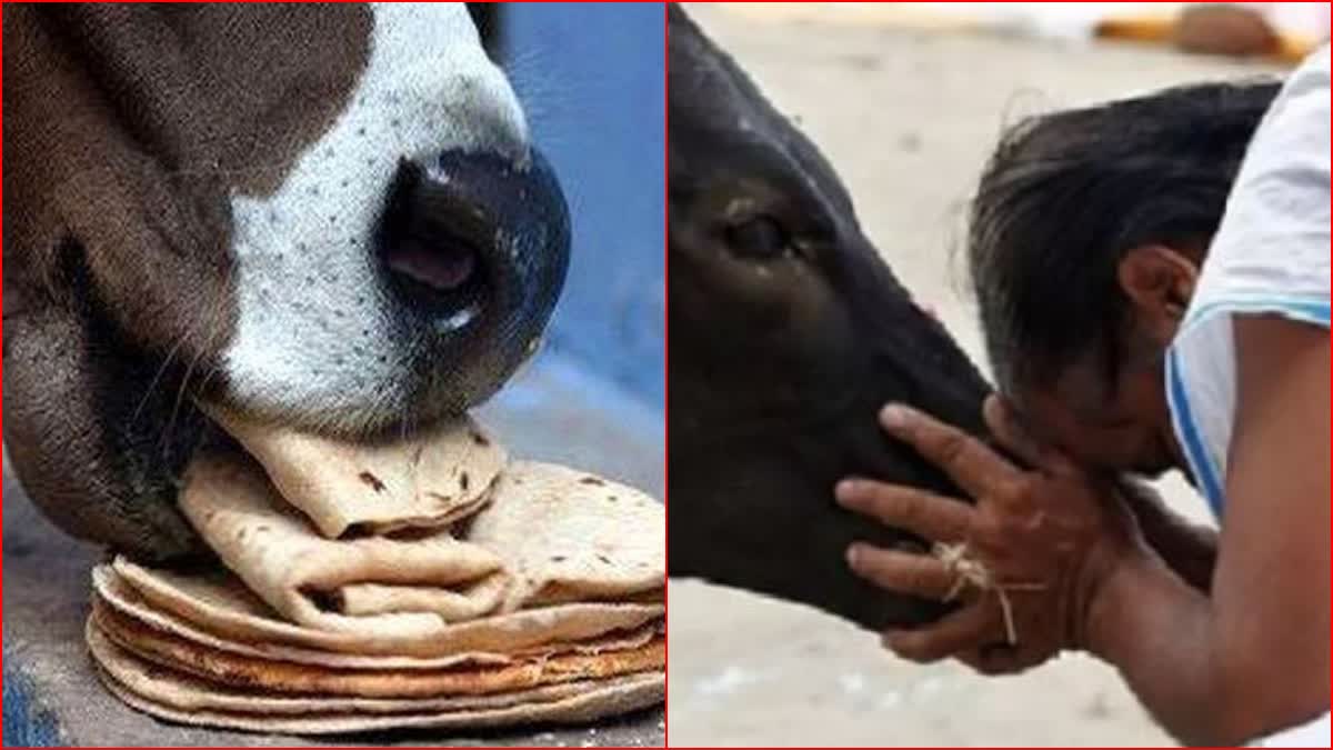 Feeding Roti to Cow