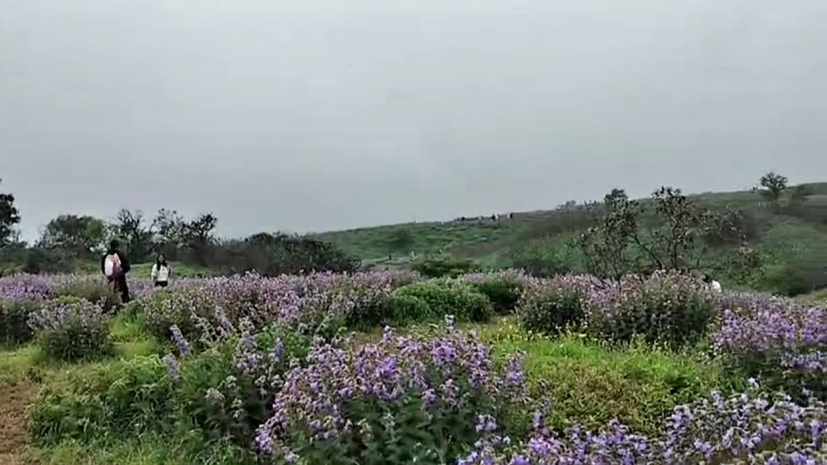 Lonavala Karvi Flowers