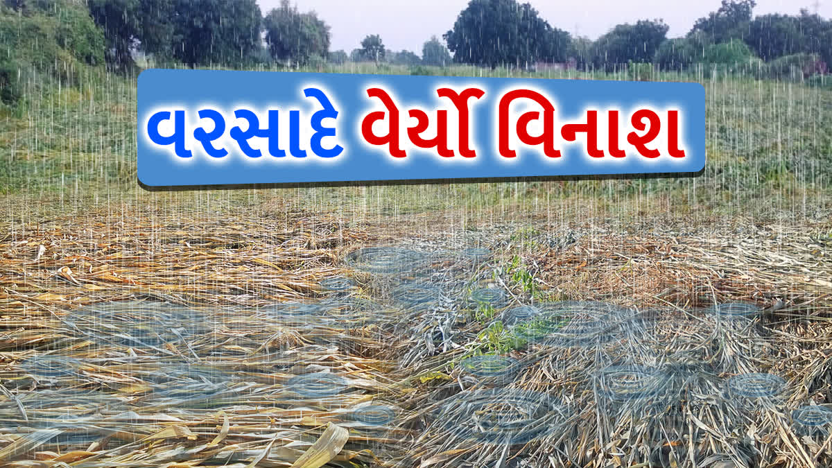 બનાસકાંઠામાં વરસાદને લીધે જુવાર-બાજરીના પાકને નુુકસાન થયું