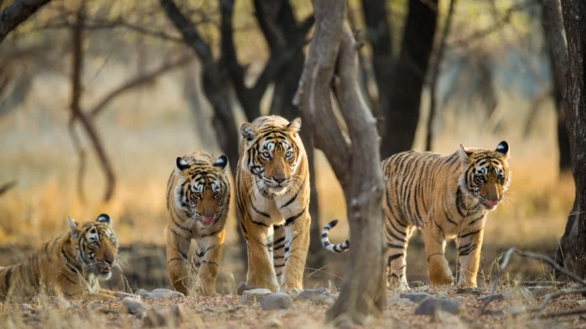 BANDHAVGARH NATIONAL PARK OPEN