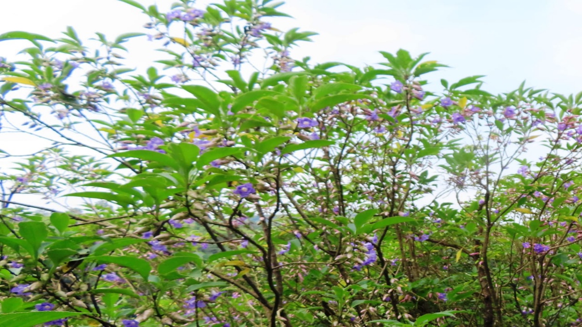 Karvi Flower