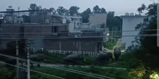 HERD OF ELEPHANTS IN HARIDWAR