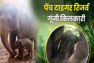 SHERON GIVES BIRTH BABY ELEPHANT