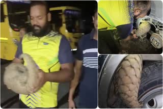 Rishikesh Pangolin Rescue