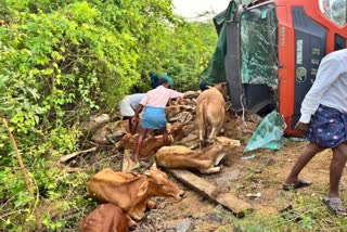 FEW COWS DIED ROAD ACCIDENT