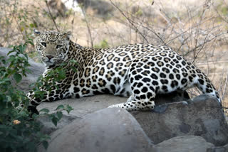 Leopard Beaten To Death For Attacking Homeguard Jawan In UP's Bijnor