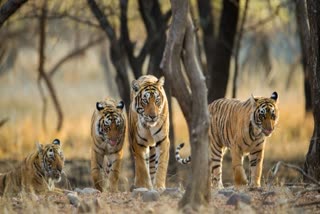 BANDHAVGARH NATIONAL PARK OPEN