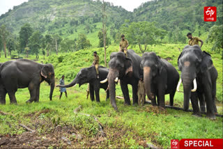 கும்கி யானைகள் மற்றும் பாகன்கள்