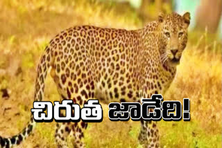 Leopard Spotted East Godavari District