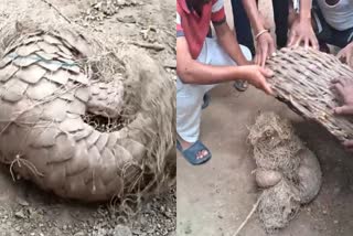 MORENA INDIAN PANGOLIN FOUND