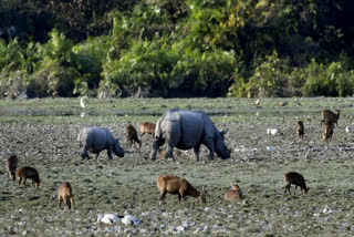 Kaziranga National Park set to open for tourists from October 1