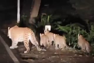 LEOPARD SEEN IN TEHRI