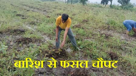 RATLAM SOYBEAN CROP DESTROYED