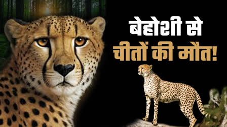 Cheetah Kuno News