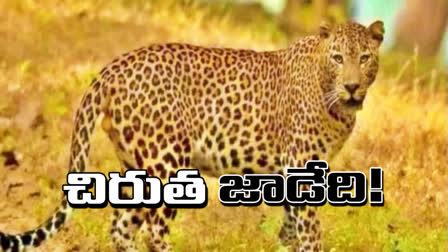 Leopard Spotted East Godavari District