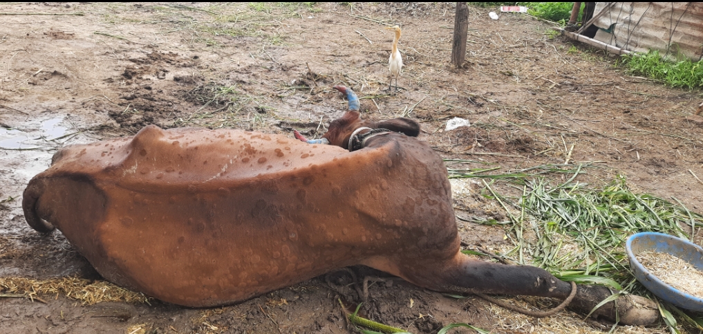 lumpy skin disease animals