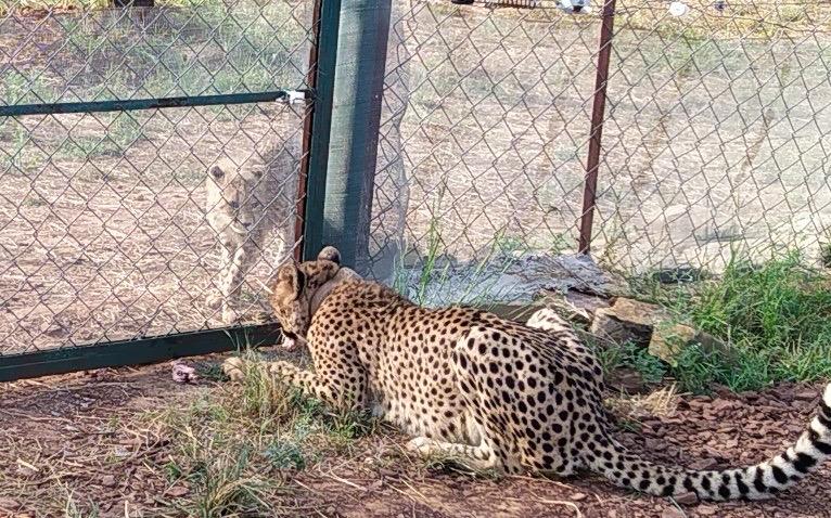 WILDLIFE ACTIVIST ON CHEETAHS DEATH