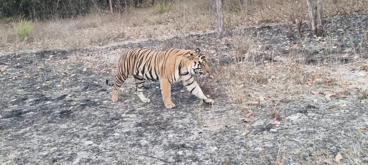 Tourists see tigers in Bandhavgarh