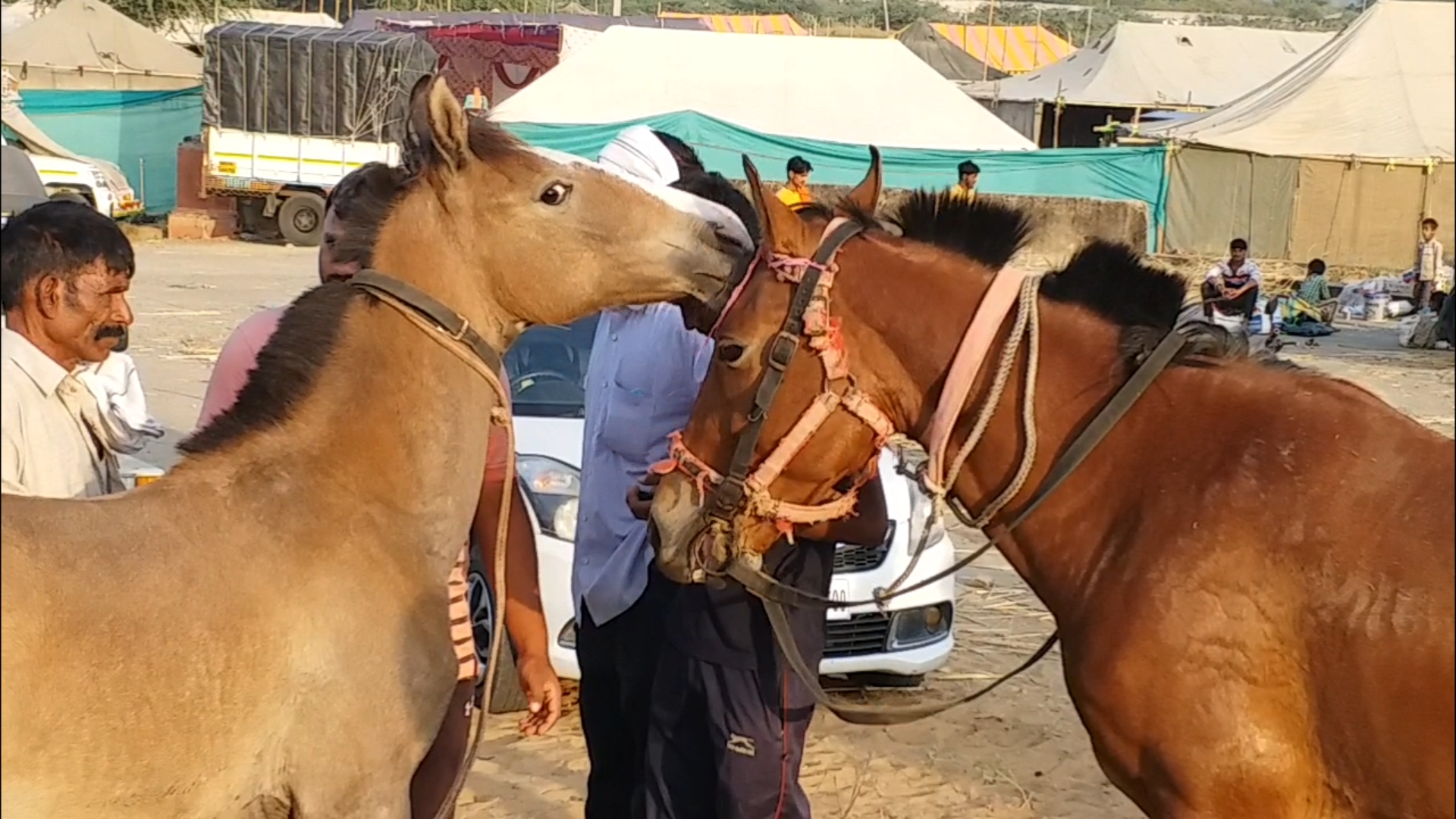 Horses in Pushkar Animal Fair