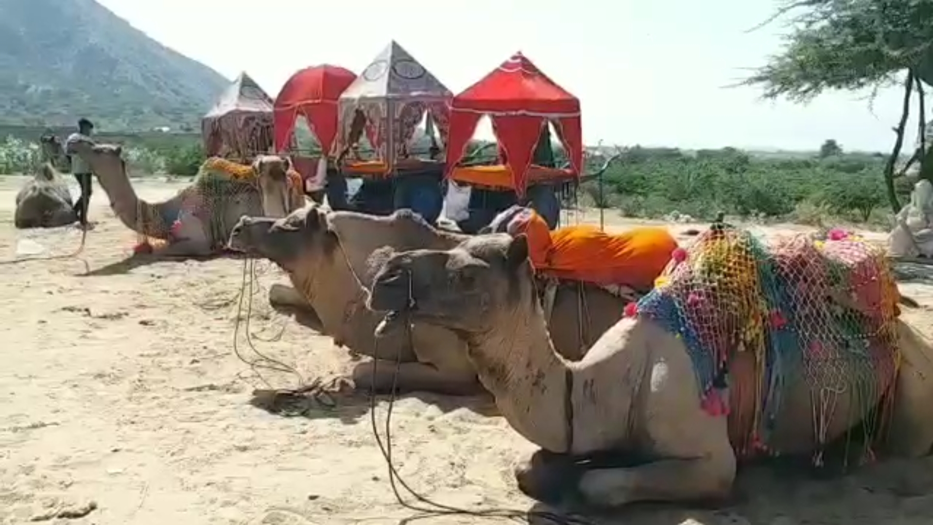 Camel, the ship of the desert, at Pushkar Animal Fair