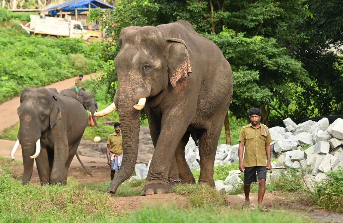 பயிற்சியில் உள்ள கும்கி யானைகள்