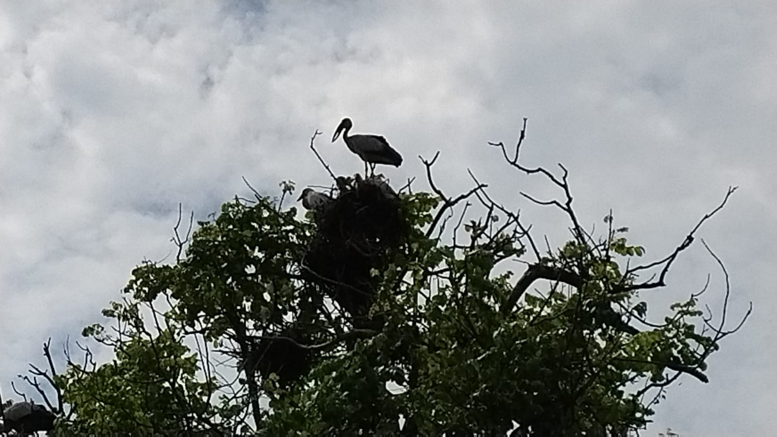 Bird Census