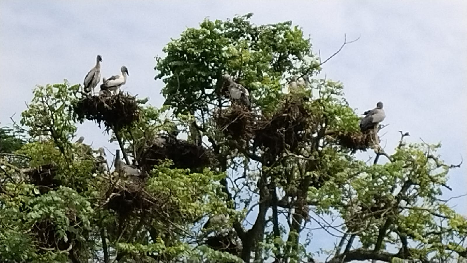 Bird Census