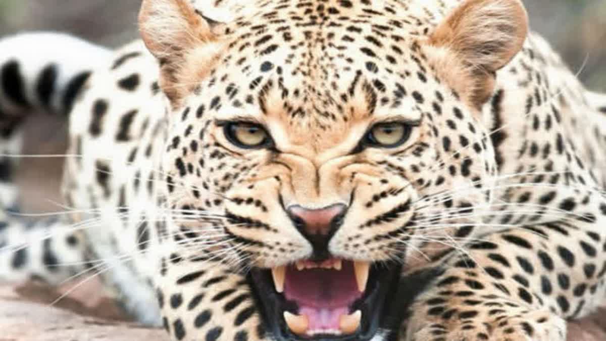 Dhule Leopard News