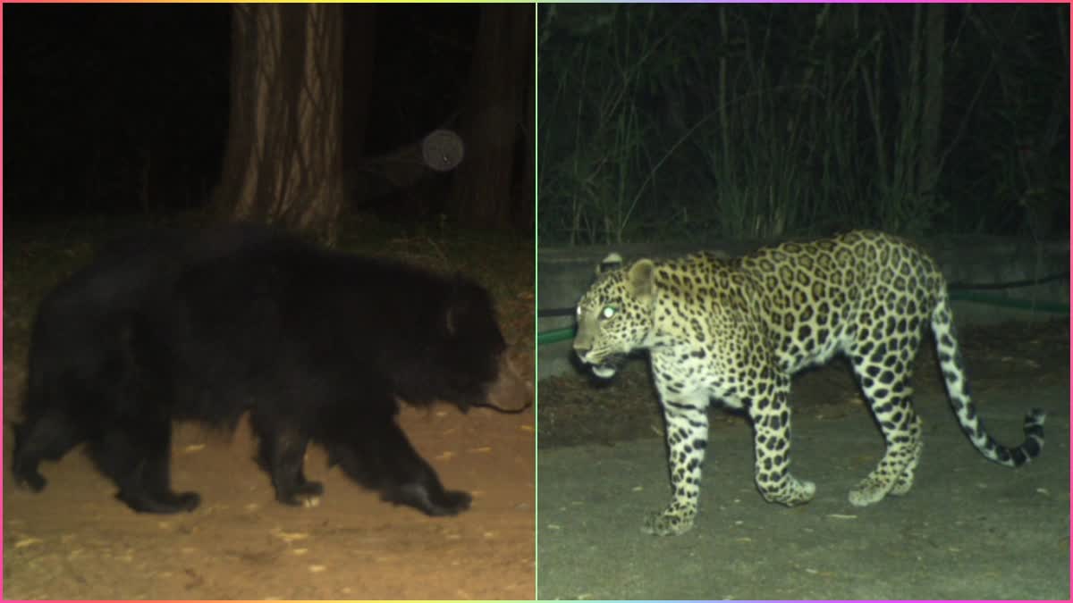 Leopard and Bear in Tirumala Walkway
