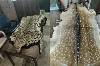 forest-officials-seized-leopard-and-deer-skin-in-chikkamagaluru