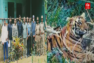 forest-department-advises-about-releasing-the-tiger-kept-in-the-anaimalai-reserve-into-the-forest