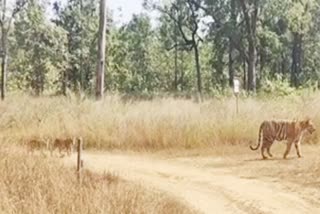 Satpura Tiger Reserve