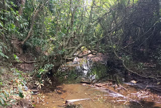 Wetland Destruction  തണ്ണീർത്തടം  Wetland  Kottooli Wetland destruction  Kottooli Wetland  കോട്ടൂളി തണ്ണീർത്തടം  കോട്ടൂളി തണ്ണീർത്തടം നാശത്തിന്‍റെ വക്കിൽ  Kottooli wetland is on the verge of destruction  കയ്യേറ്റവും നികത്തലും മൂലം തണ്ണീർത്തടം നാശത്തില്‍  destruction due to encroachment and filling