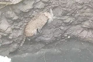 Leopard fell into well