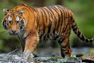 Tiger Attack in Koriya