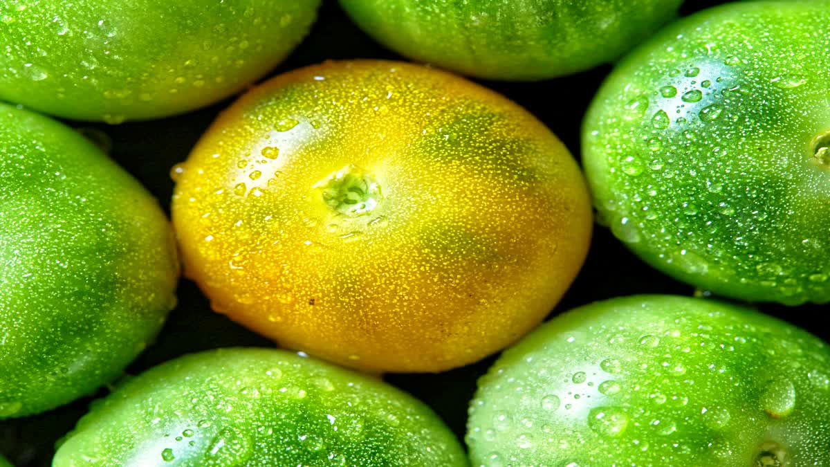 GREEN TOMATOES HEALTH BENEFITS and nutrition in TOMATOES