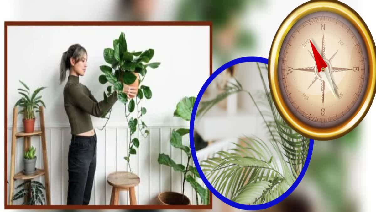 HOUSEPLANT REMEDIES FOR HAPPINESS AND ARECA PALM SPIDER PLANT CAN ATTRACT PROSPERITY IN LIFE