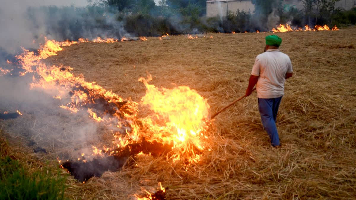 Despite a significant drop in farm fire incidents, Punjab's air pollution contribution to Delhi has not improved, as the AQI remains at a 'very poor' level of 355.