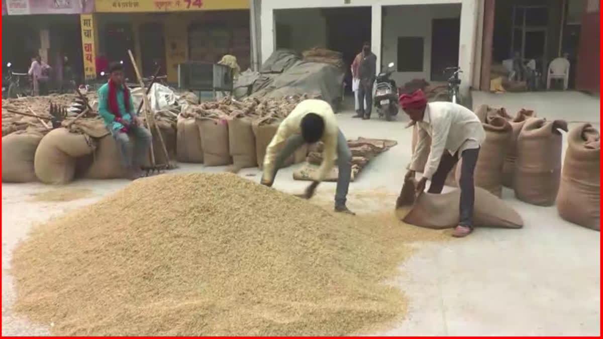 paddy and millet Purchase on MSP