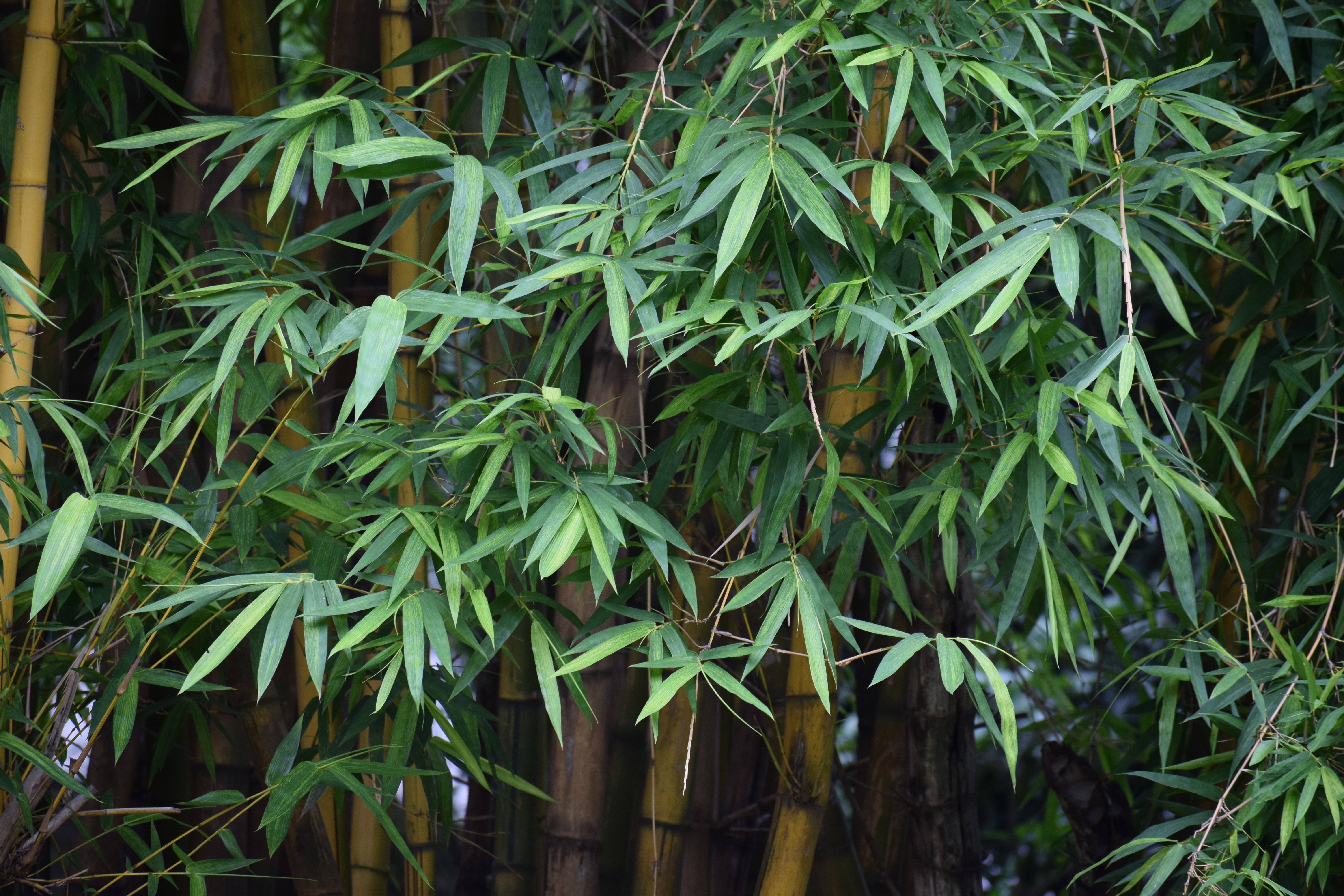 Lucky Bamboo USE JADE PLANT ORCHID LIKE HOUSEPLANT FOR HAPPY LIVING AND REMEDIES TO INVITE PROSPERITY IN LIFE