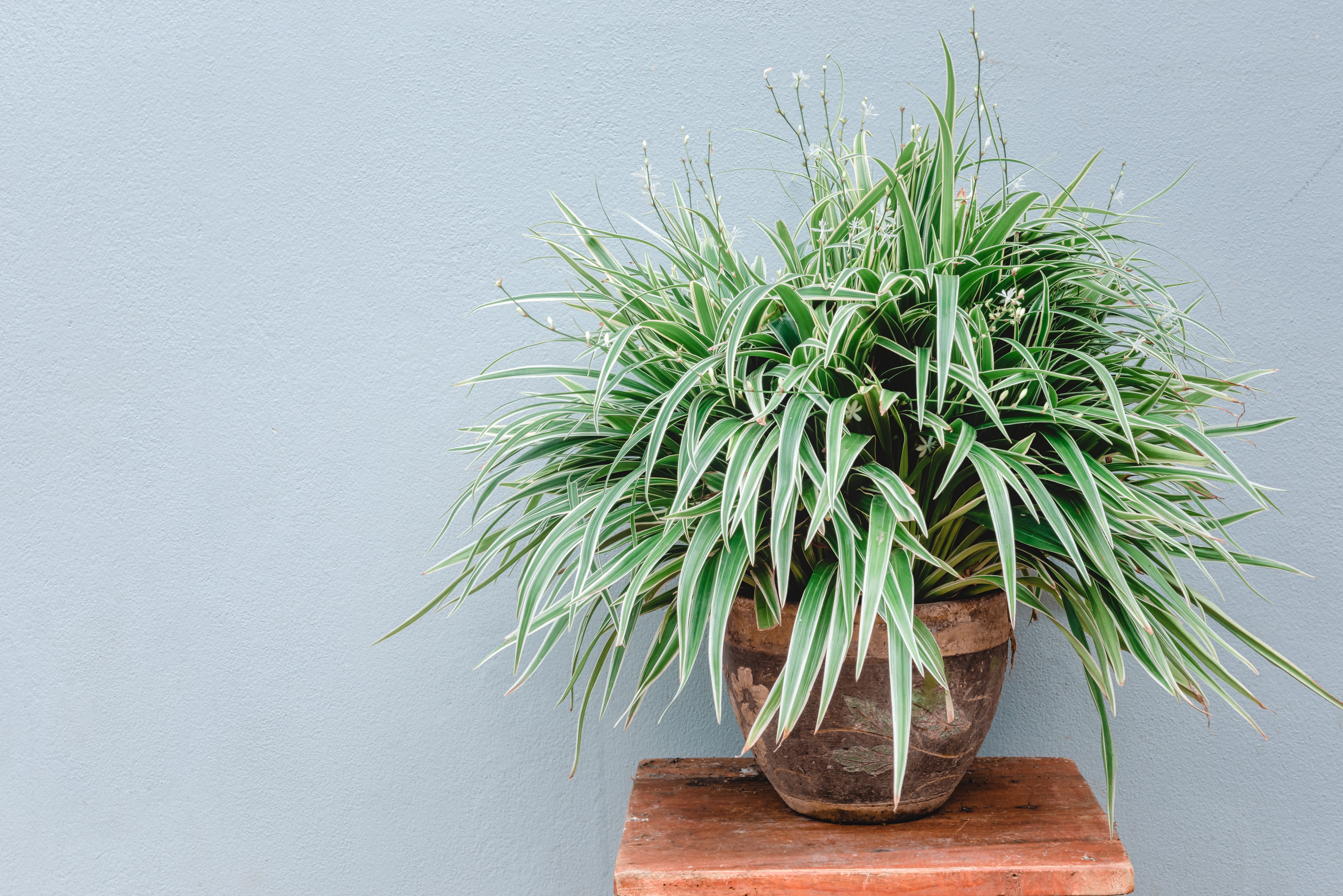 HOUSEPLANT REMEDIES FOR HAPPINESS AND ARECA PALM SPIDER PLANT CAN ATTRACT PROSPERITY IN LIFE