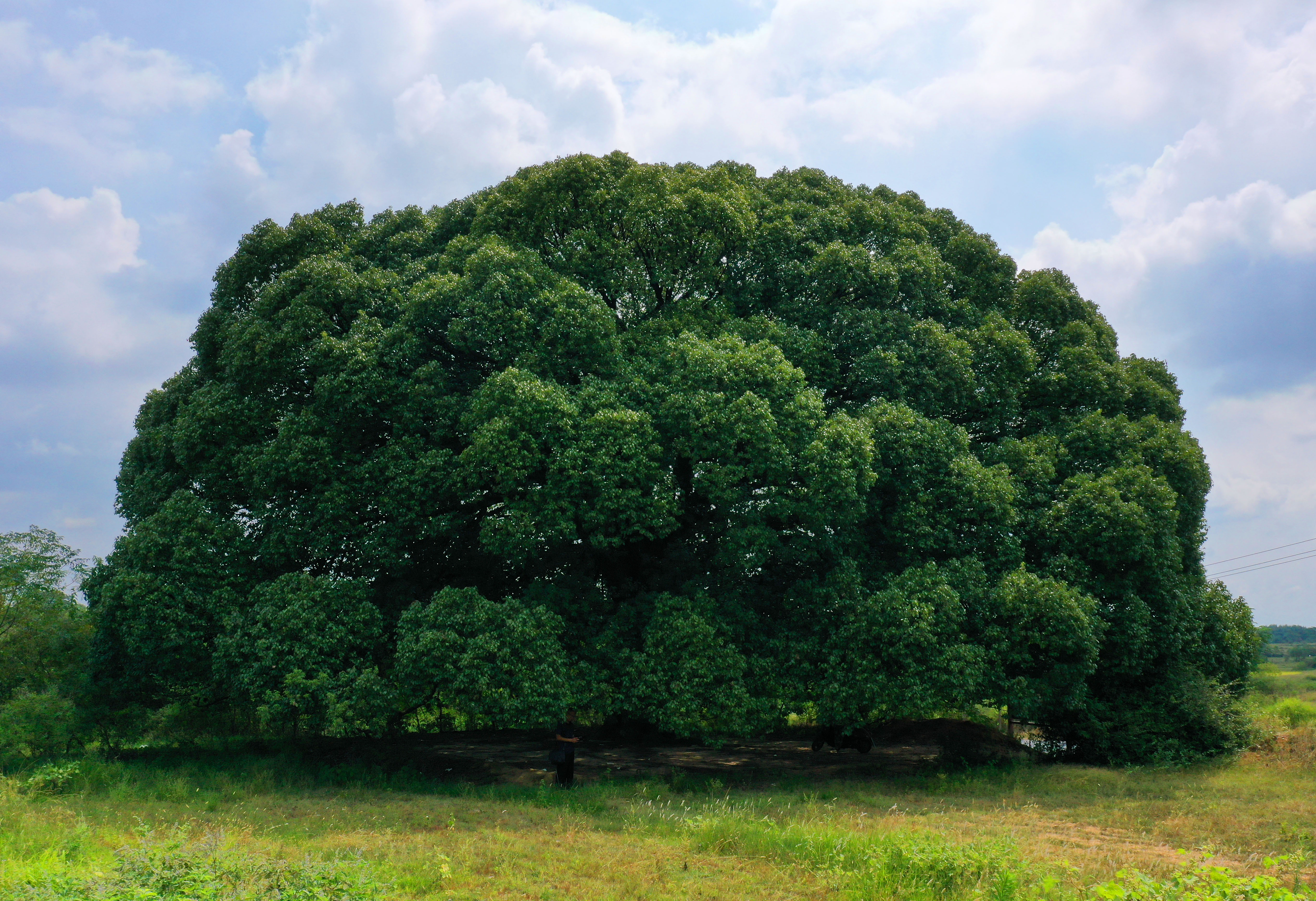 camphor tree