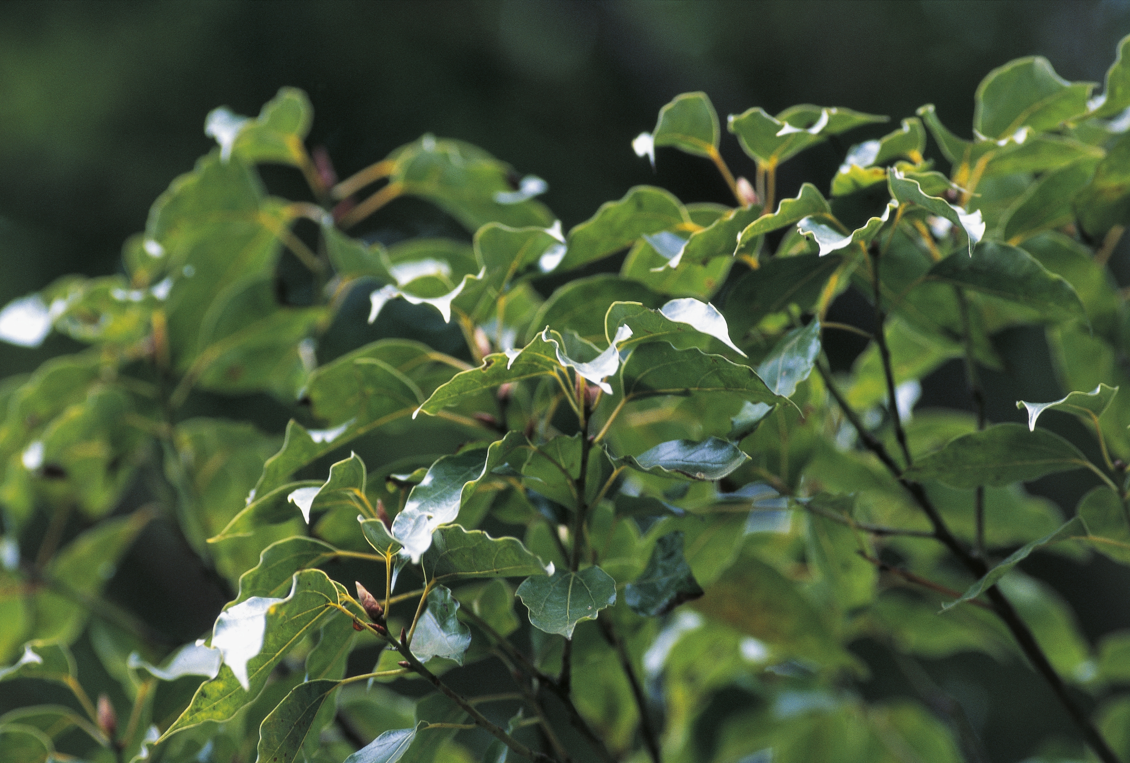 camphor tree